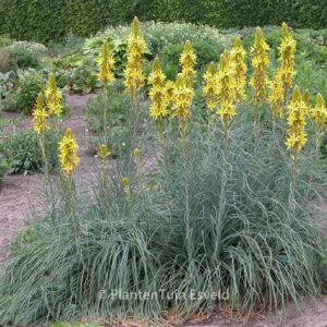 Asphodeline lutea