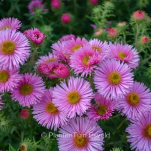 Aster novae-angliae 'Harrington Pink'