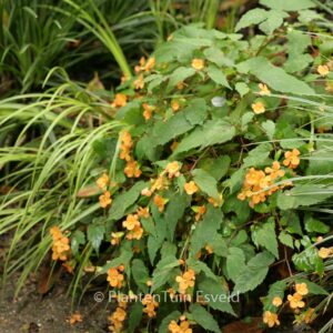 Begonia sutherlandii