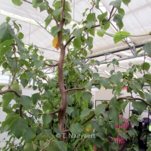 Betula pendula 'Spider Alley'