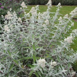 Buddleja 'Morning Mist' (SILVER ANNIVERSARY)