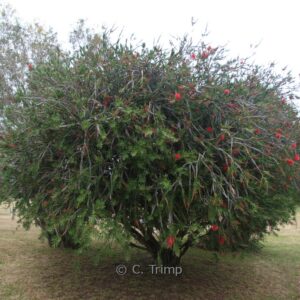 Callistemon rigidus
