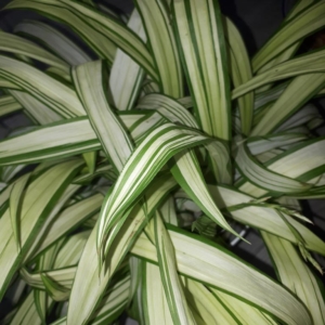 Carex siderosticta 'Shiro'