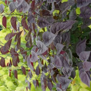 Cercis canadensis 'Amethyst' (GARDEN GEMS)