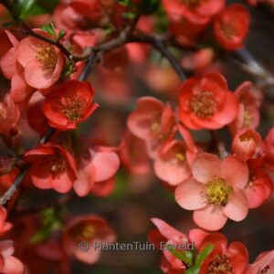 Chaenomeles speciosa 'Aurora'