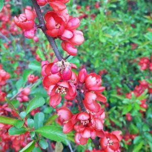 Chaenomeles superba 'Coral Sea'
