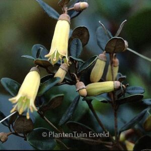 Correa backhousiana