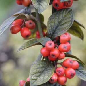 Cotoneaster franchetii