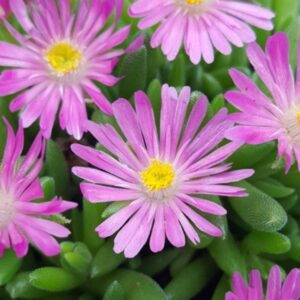 Delosperma cooperi 'Jewel of Desert Candyston