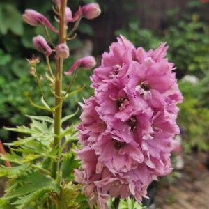 Delphinium 'Pure White' (MAGIC FOUNTAINS)
