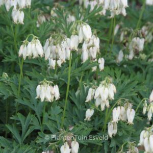 Dicentra formosa 'Aurora'