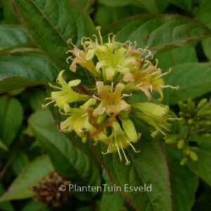 Diervilla sessilifolia