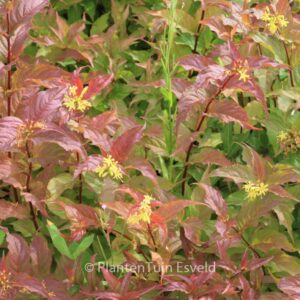 Diervilla splendens