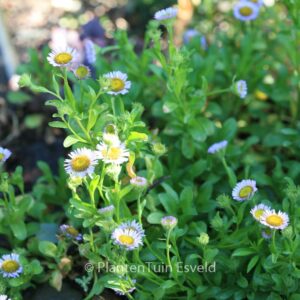 Erigeron glaucus