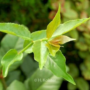 Euonymus verrucosoides