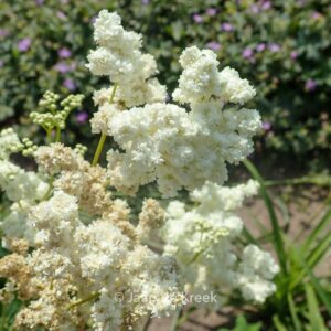 Filipendula ulmaria 'Plena'