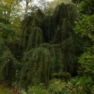 Fitzroya cupressoides