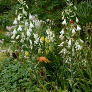 Galtonia candicans