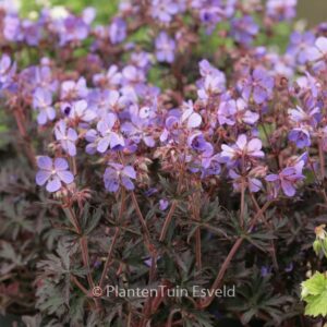 Geranium pratense 'Hocus Pocus'