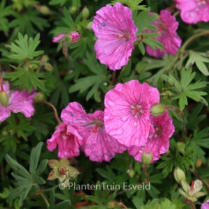Geranium sanguineum 'Ankum's Pride'