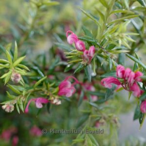 Grevillea 'Poorinda Elegance'