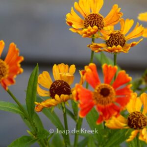 Helenium 'Bandera'
