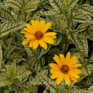 Heliopsis helianthoides 'Loraine Sunshine'