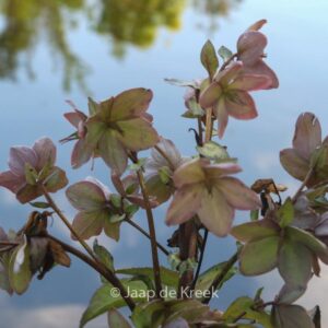 Helleborus nigercors 'Emma'