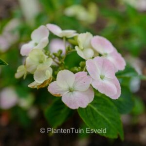 Hydrangea 'French Bolero'