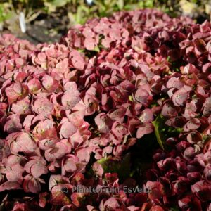 Hydrangea macrophylla 'Greenline'