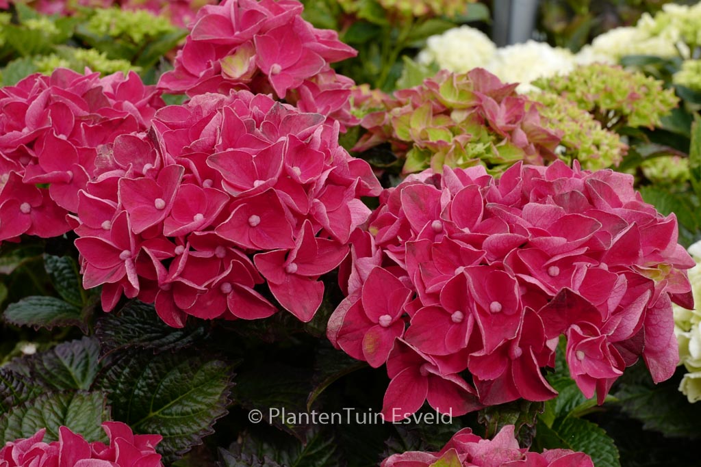 Hydrangea macrophylla 'Hortmagicri' (MAGICAL CRIMSON)