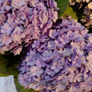 Hydrangea macrophylla 'Luxor' (BEAUTENSIA)