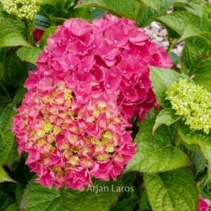 Hydrangea macrophylla 'Magical Bolero'