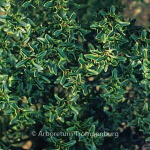 Ilex aquifolium 'Hastata'