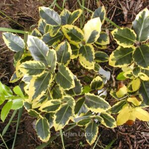 Ilex aquifolium 'Ovata Aurea'