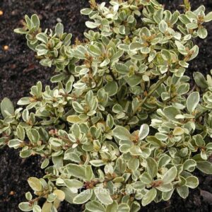 Ilex crenata 'Snowflake'