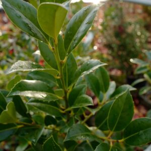 Ilex integra x aquifolium
