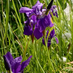 Iris sibirica 'Persimmon'