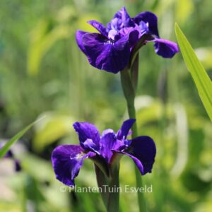 Iris sibirica 'Ruffled Velvet'