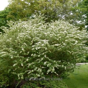 Ligustrum sinense 'Eugene Clive'