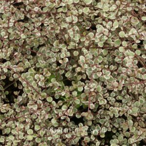 Lophomyrtus ralphii 'Little Star'