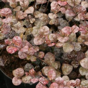 Lophomyrtus ralphii 'Purpurea'