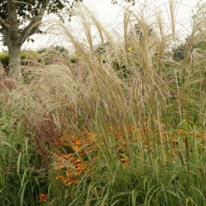 Miscanthus transmorrissonensis