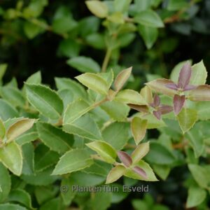 Osmanthus delavayi 'Frank Knight'
