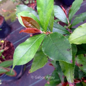 Photinia lucida