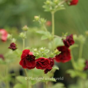 Potentilla 'Flamboyant'