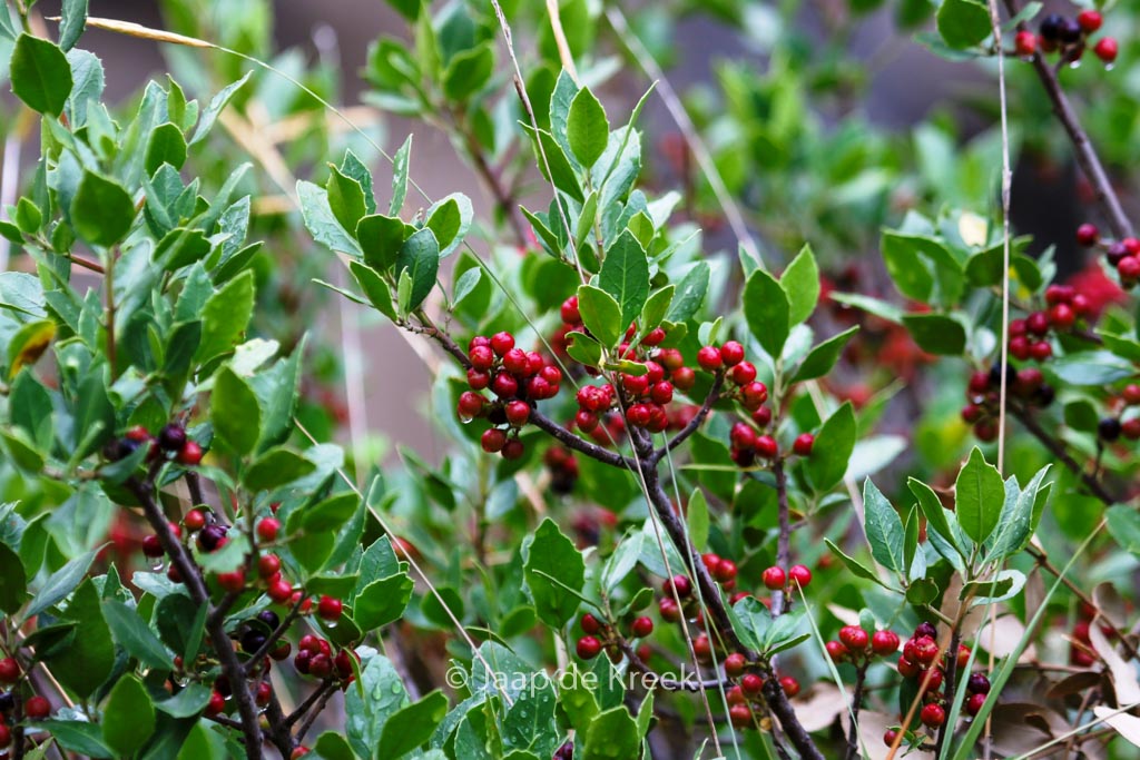 Rhamnus alaternus