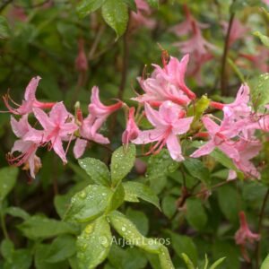 Rhododendron arborescens