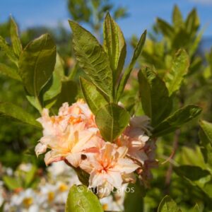 Rhododendron 'Ribera' (Azalea)