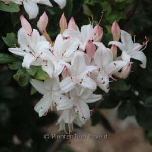 Rhododendron viscosum 'Sommerduft'